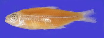 Media type: image;   Ichthyology 89960